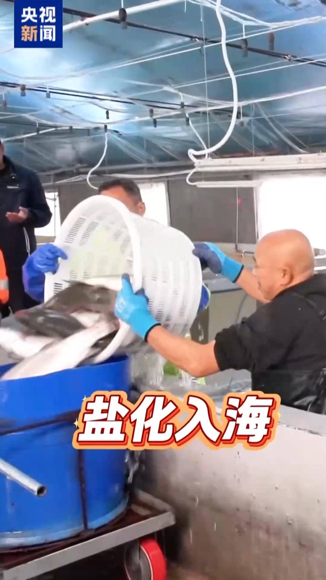 “十五五”開好局 起好步丨三文魚也要“搬家” 陸海接力養殖助力“藍色糧倉”