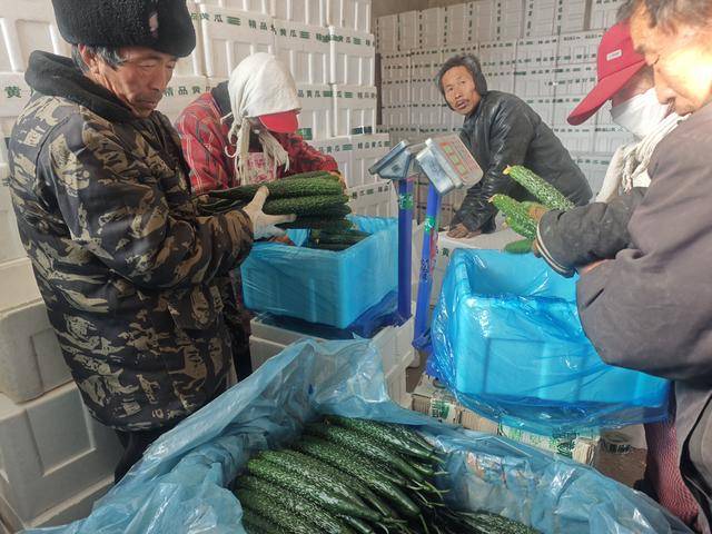 早晨採摘，中午擺上貨架！平泉黃瓜裝進京津“菜籃子”