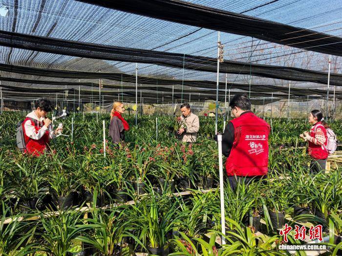 （新春走基層）留學生用影像連線中外：蘭花產業點亮廣東鄉村