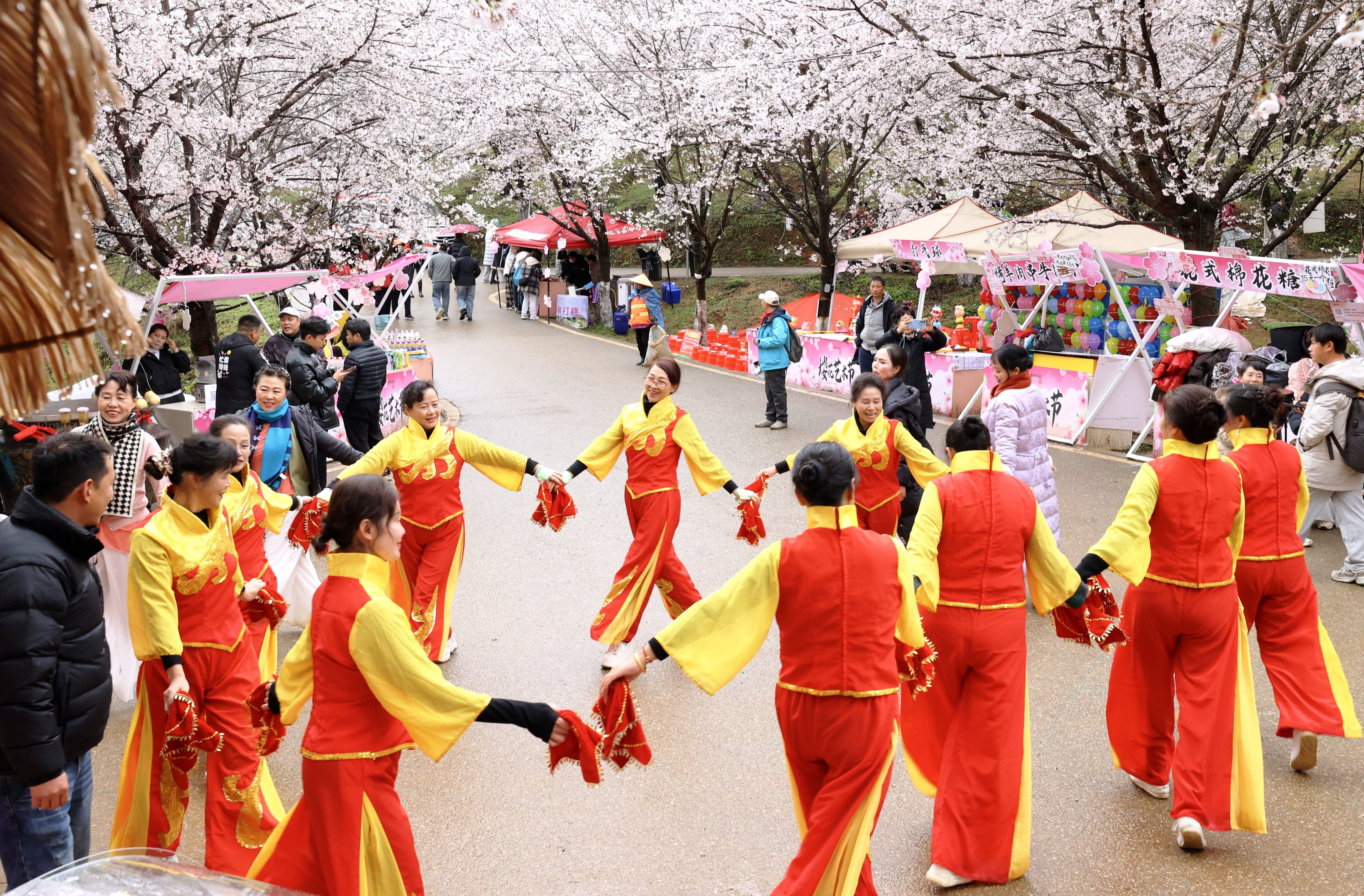 雨中櫻花園別樣浪漫！貴安櫻花園上演民族舞蹈快閃