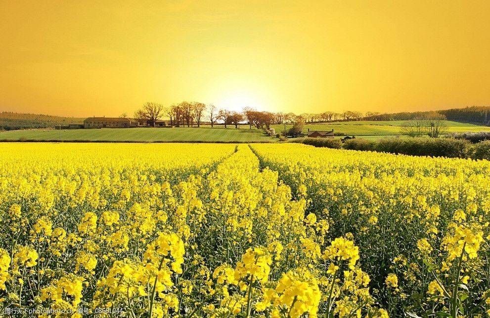原創太原規模最大的油菜花即將上線，超級壯觀，提前收藏、不要錯過！