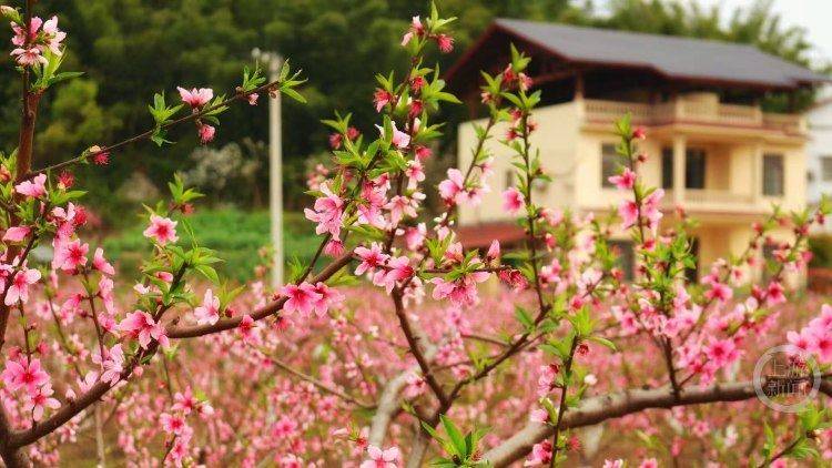 第五屆中華龍鄉·桃源賞花季暨巴蜀“e鄉e味”美食文化周啟幕