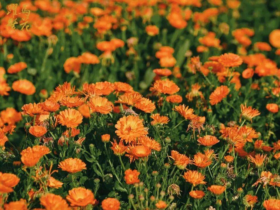 收藏！泉州春日賞花去哪裡？花期+地址全攻略