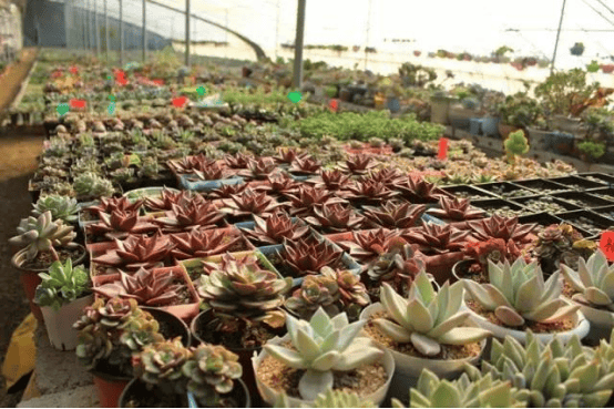 花開泰山區，春色入畫來一鍵收藏最美花海