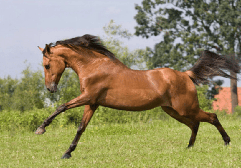 詩歌｜春天一匹馬向我走來