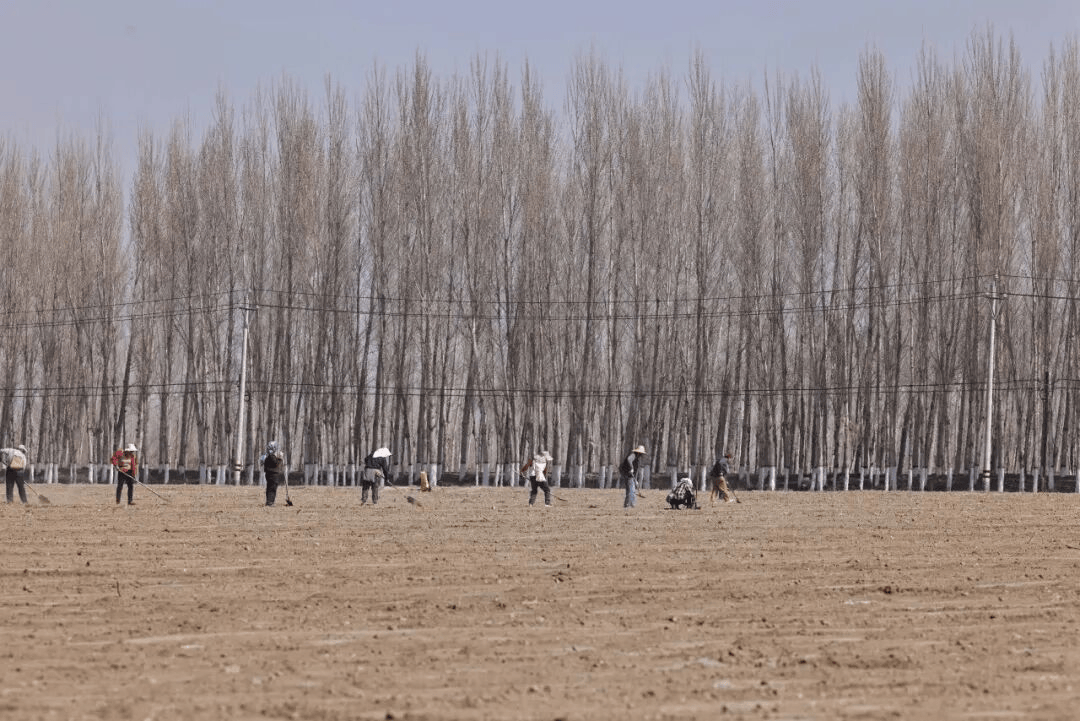 博州142萬畝棉花春播正酣 科技服務助力豐收