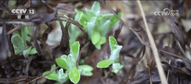 各地限定春鮮解鎖“舌尖密碼” “特色美食+文旅”延伸消費鏈條