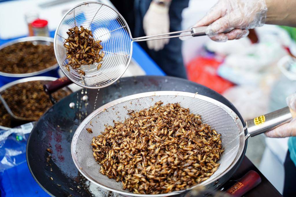 昆蟲蛋白美食亮相！第三屆飼用、食用昆蟲國際研討會華農舉行