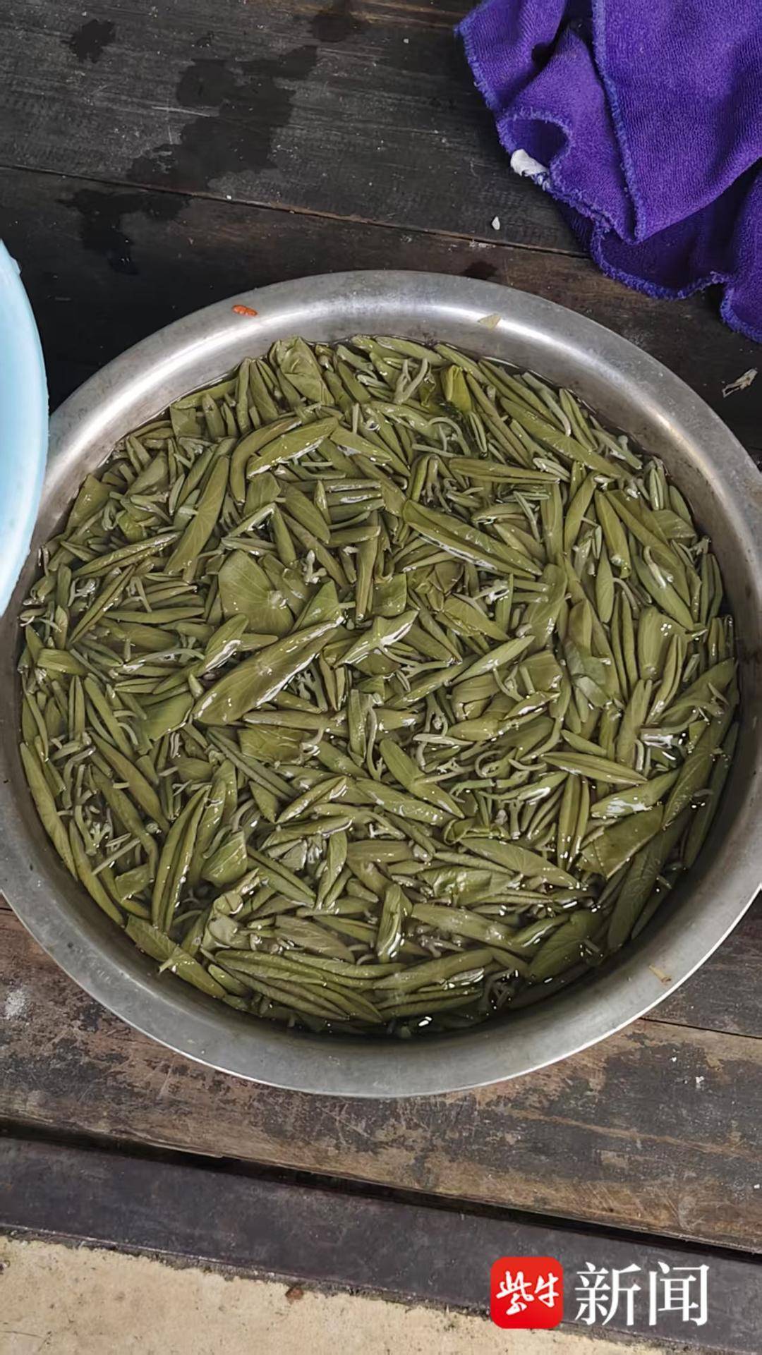 蓴菜鮮嫩上市每斤23元，搭配銀魚成春日美食標配