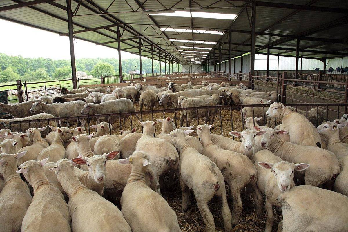 小羊拉稀喂什麼藥？養殖戶收藏備用！