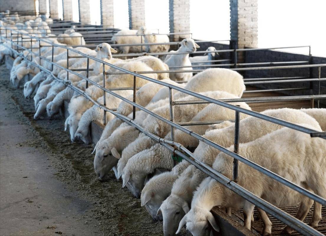 小羊拉稀喂什麼藥？養殖戶收藏備用！