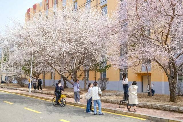 絕美杏花大道上線！拍照點位速速收藏！