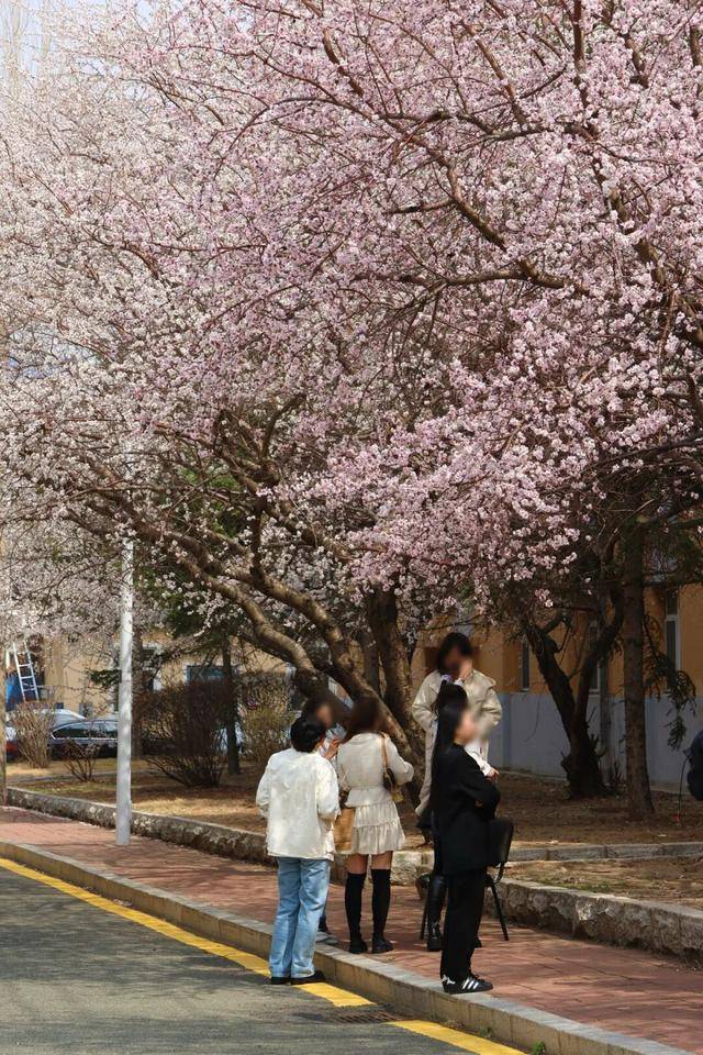 絕美杏花大道上線！拍照點位速速收藏！