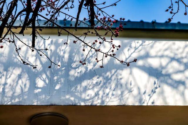 絕美杏花大道上線！拍照點位速速收藏！