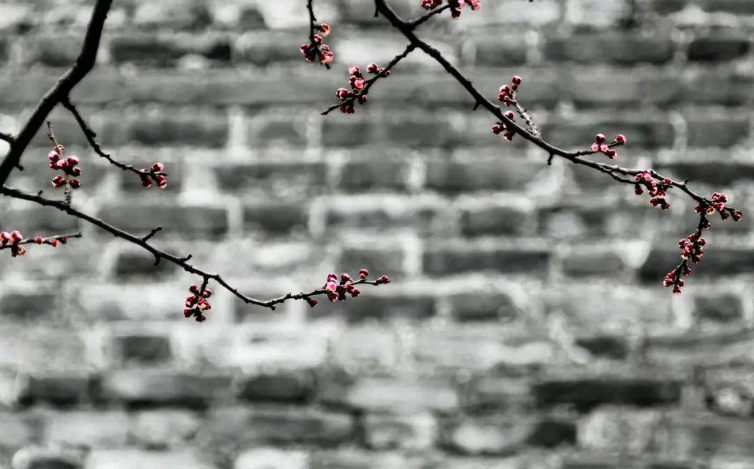 絕了！一直開開開不完！賞花攻略趕緊收藏