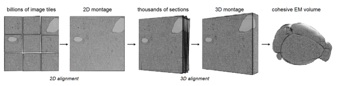 用AI複製人腦可行！MIT論文估算500億美元、10到25年可實現