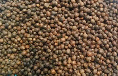 原創農村這樹不值錢，果實卻是稀罕的“黃金子”，老農民都喜歡收藏它