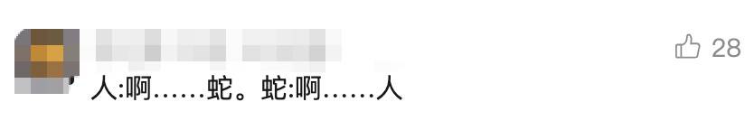 太驚悚! 小轎車內驚現巨型眼鏡王蛇, 體長近3米, 6斤重! 蛇到處亂竄, 最終…