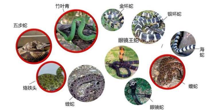 3米長眼鏡王蛇爬向民房……假期戶外遇蛇別慌 這樣做安全有效