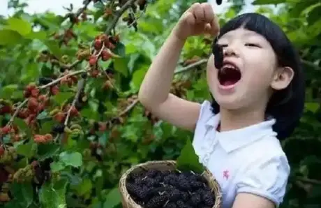 原創被稱之為民間“聖果”，曾是農村孩子的零食，止渴生津，美容養顏