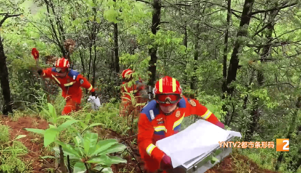 嚇人！眼鏡王蛇死守雲南一茶地，消防員緊急出動搜尋，蛇身底下竟壓著……