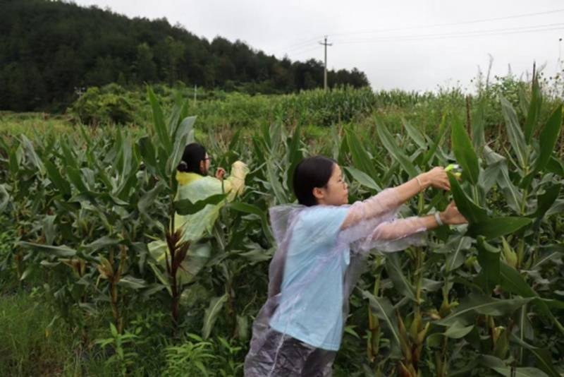 行走在貴州的大學生實踐隊伍：丈量廣袤鄉土踐行青年擔當
