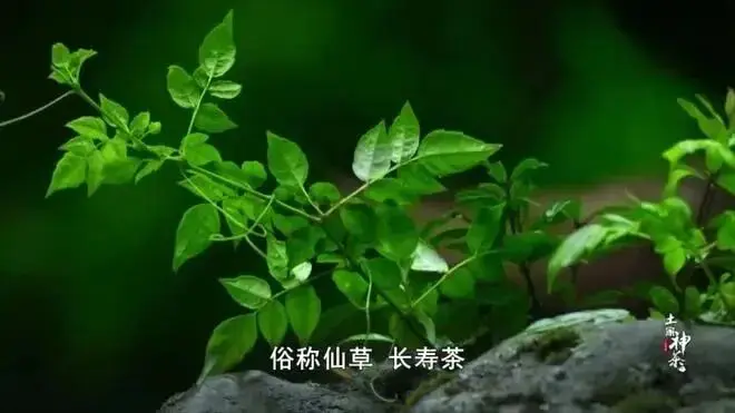 重大發現：雞蛋與它同吃，三高降了，肝乾淨了，眼睛明亮了，免疫力提高10倍!(建議收藏)