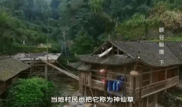 重大發現：雞蛋與它同吃，三高降了，肝乾淨了，眼睛明亮了，免疫力提高10倍!(建議收藏)