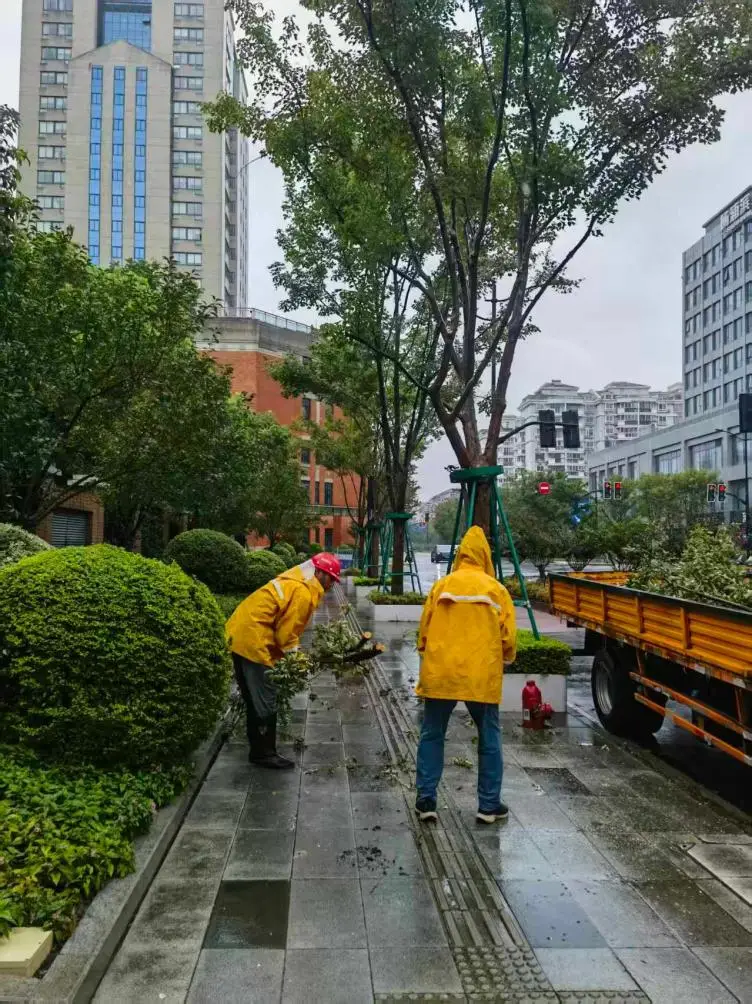 綠容行業快速處置樹木倒伏，恢復道路通行