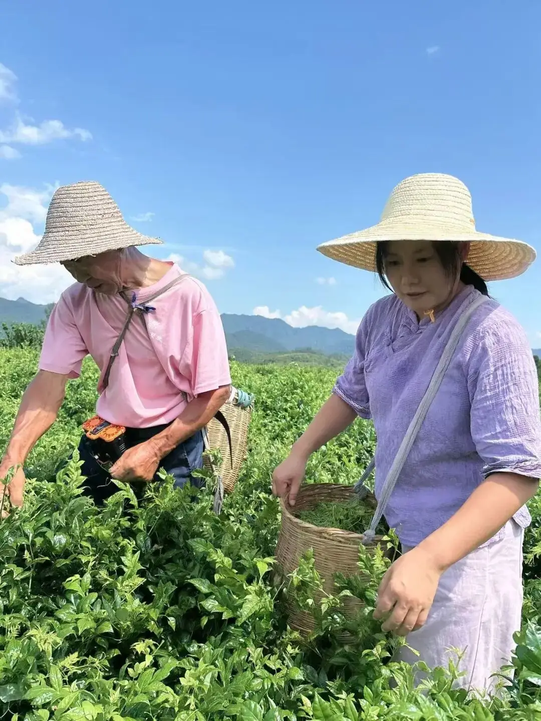 重大發現：雞蛋與它同吃，三高降了，肝乾淨了，眼睛明亮了，免疫力提高10倍!(建議收藏)