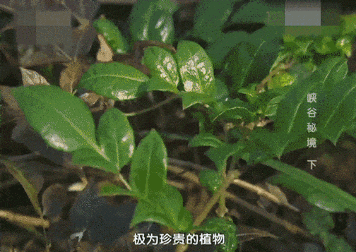 重大發現：雞蛋與它同吃，三高降了，肝乾淨了，眼睛明亮了，免疫力提高10倍!(建議收藏)