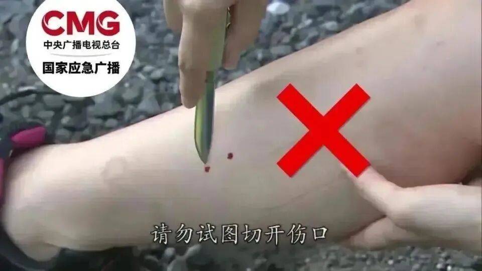 村民在茶園發現條眼鏡王蛇，結果竟是“一家38口”：松針下隱藏一條眼鏡王蛇及37枚蛇卵，報警後“眼鏡王蛇一家”已處置