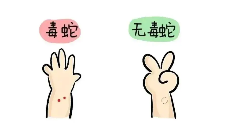 村民在茶園發現眼鏡王蛇，結果竟是“一家38口”：松針下隱藏一條眼鏡王蛇及37枚蛇卵