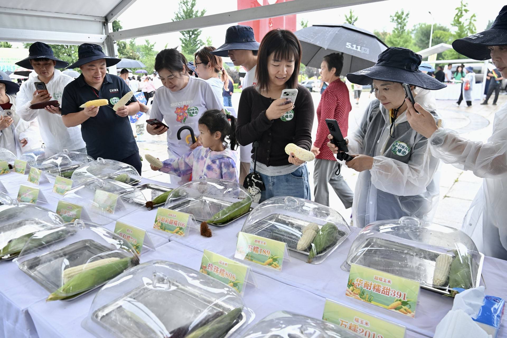142個玉米品種“打擂臺”，延慶舊縣開啟鮮食玉米旅遊季