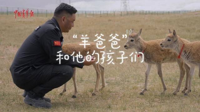 大學生記者手記：在索南達傑保護站，等一群小羊“畢業”｜可評