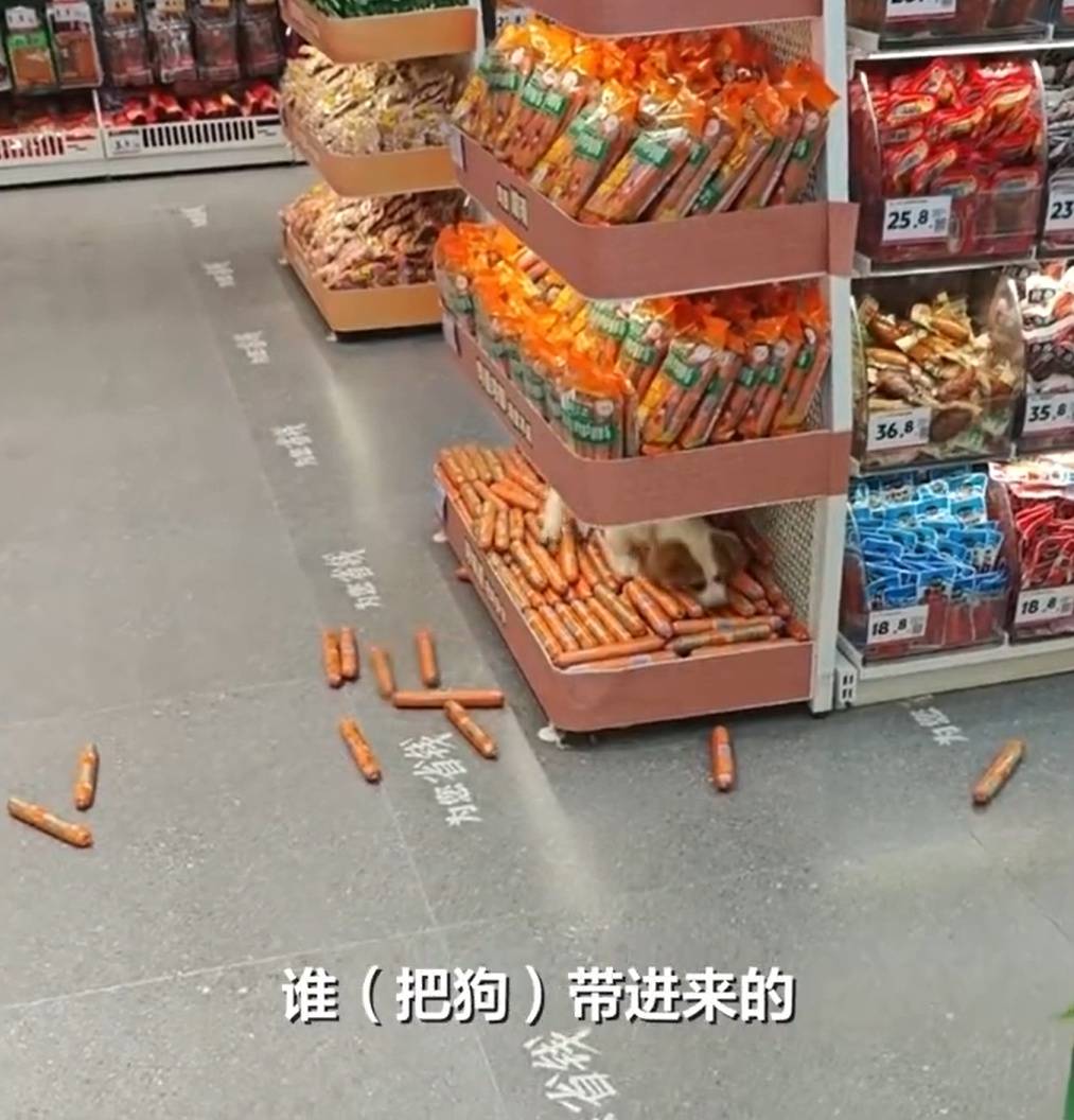 網友反映甘肅武威一零食店有狗趴貨架上咬火腿腸，官方通報：屬實，已立案調查